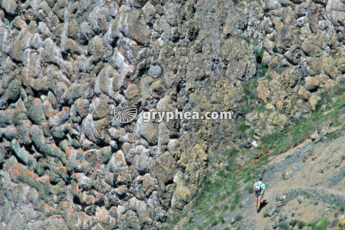 Paroi Collet vert - gryphea.com